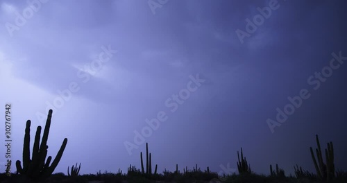 Desert Forest Storm