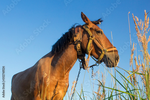 A horse is walking in the field.