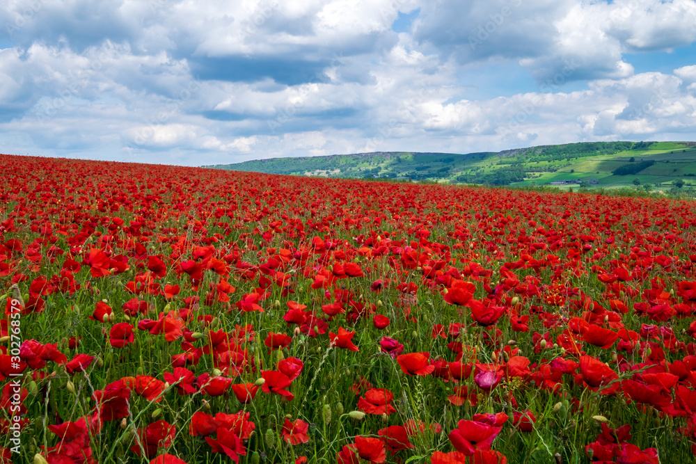 Beautiful red poppies set in the Derbyshire countryside, Baslow, Derbyshire Beautiful red poppies set in the Derbyshire countryside, Baslow, Derbyshire
