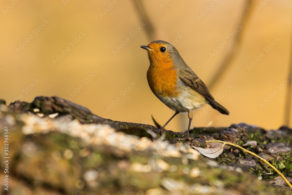 Rotkehlchen (Erithacus rubecula) im Naturschutzgebiet Niedermoorwiesen in Berlin Rotkehlchen (Erithacus rubecula) im Naturschutzgebiet Niedermoorwiesen in Berlin