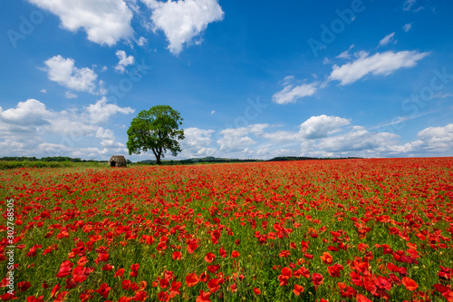 Beautiful red and white poppies in the Derbyshire countryside, Baslow, Derbyshire