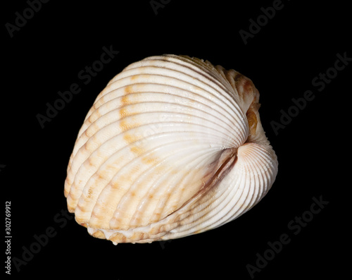 Shell on black background, closeup