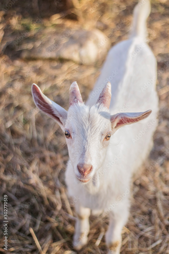Goat on the farm. Goat hair of white color.