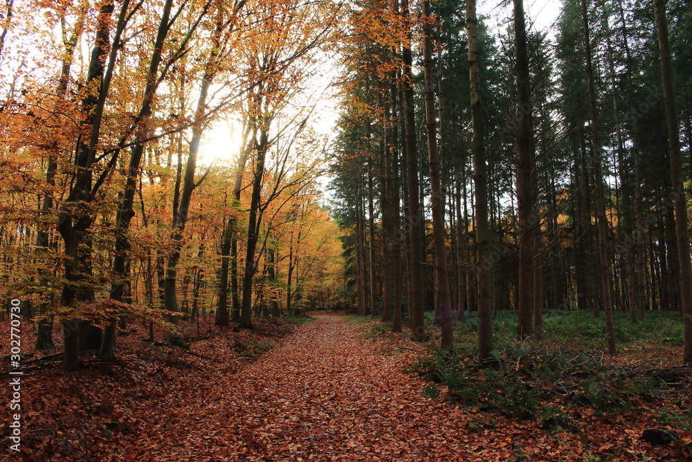 Obraz premium Wanderung im herbstlichen Wald