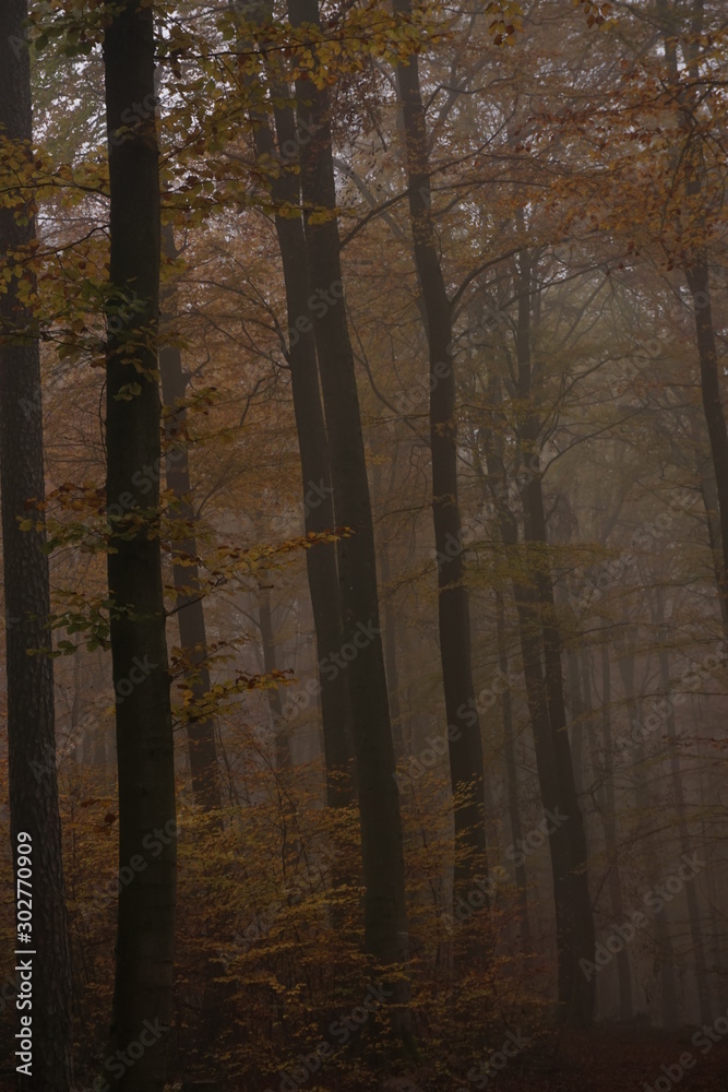 Obraz premium Wald im Herbst