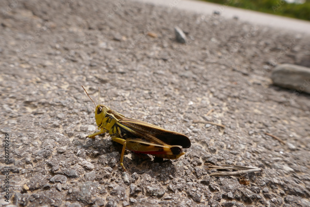 Obraz premium Grashüpfer