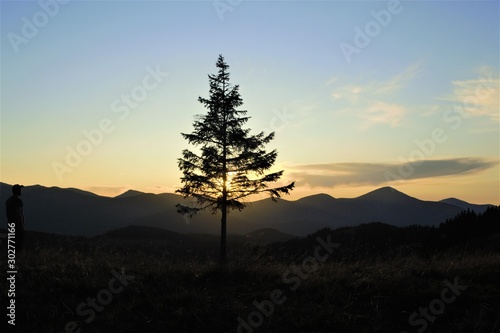 tourist and spruce on a slope at sunset
