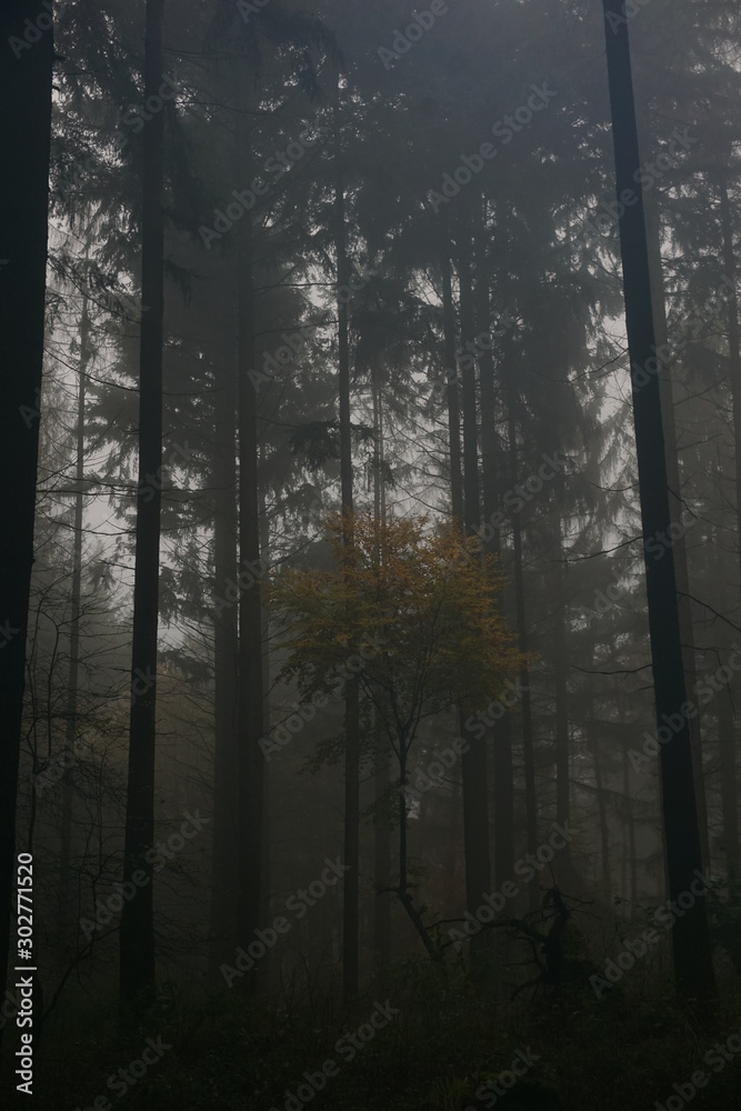 Wald im Herbst Wald im Herbst