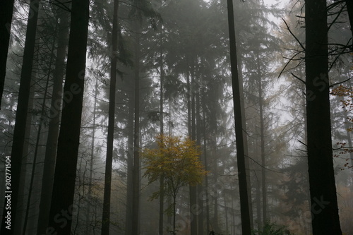 Wald im Herbst