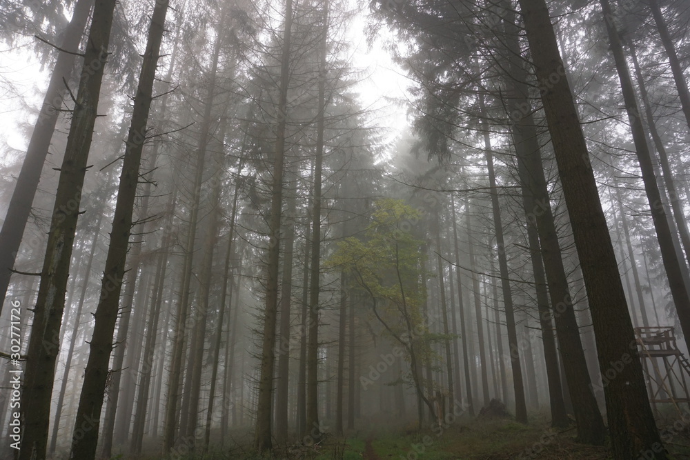 Obraz premium Wald im Herbst