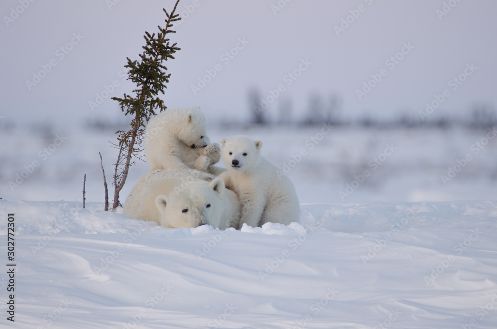 Polar Bear Family in Wapusk National Park