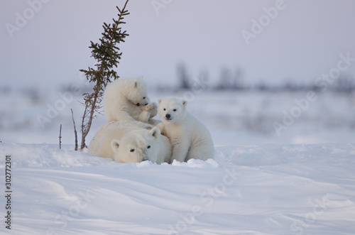 Polar Bear Family in Wapusk National Park photo
