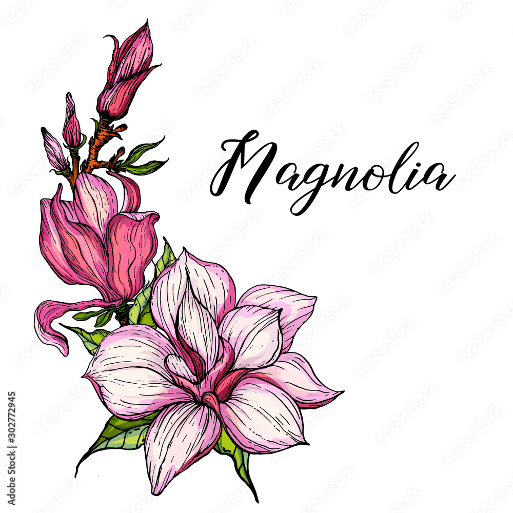 vector bright flower collection of Magnolia flowers and buds