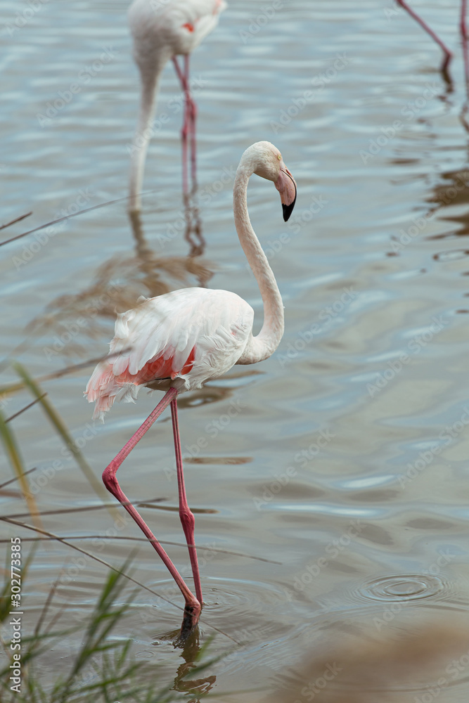 Pink Great flamingo bird side portrait on a lake in La Camargue Wetlands, France