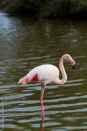 Pink Great flamingo bird side portrait on a lake in La Camargue Wetlands  France