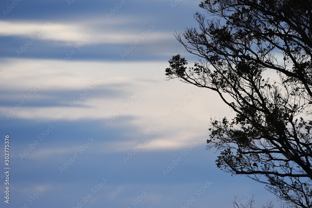 Fototapeta premium Scenery of nature park in late autumn / Background silhouette