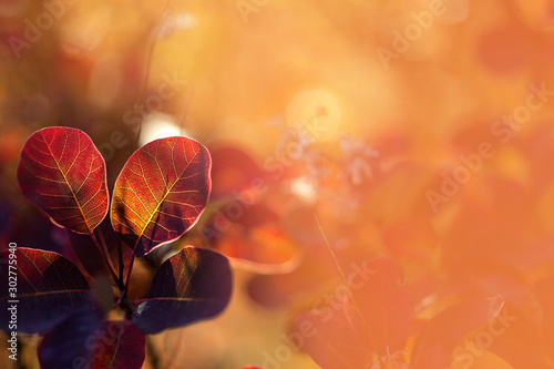 Herbstblääter im goldenen Licht