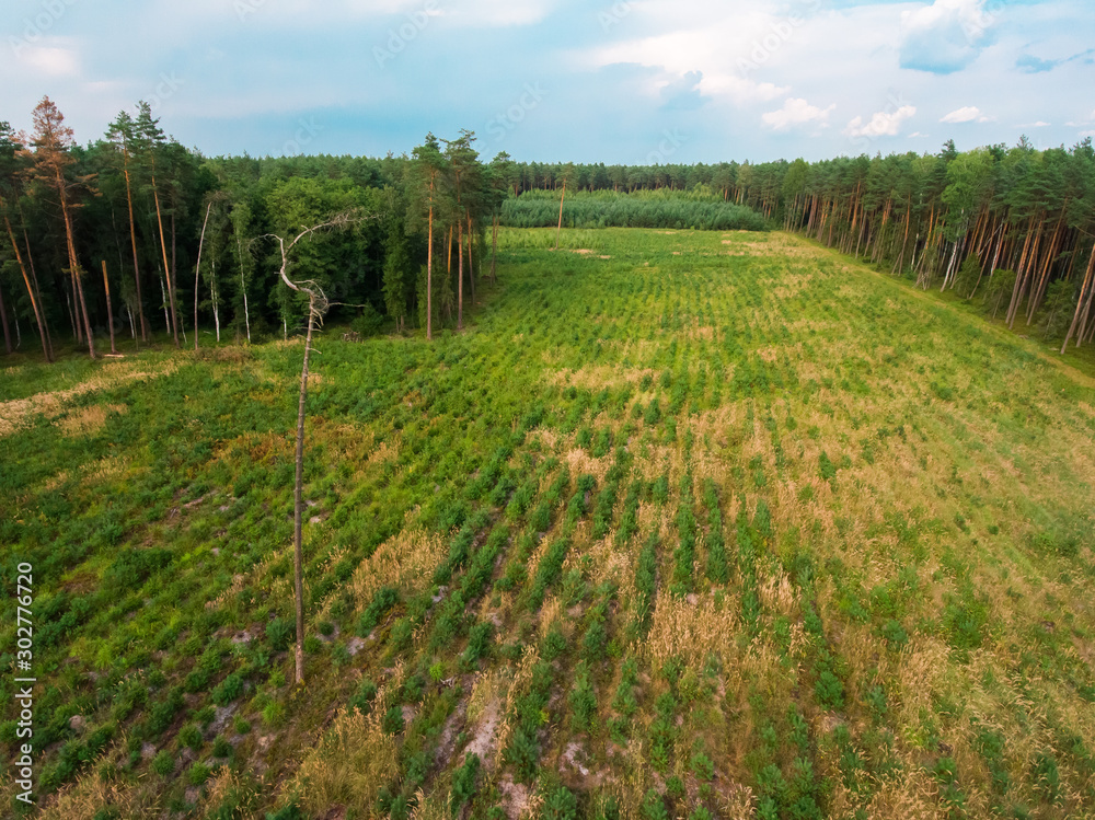 Obraz premium forest aerial