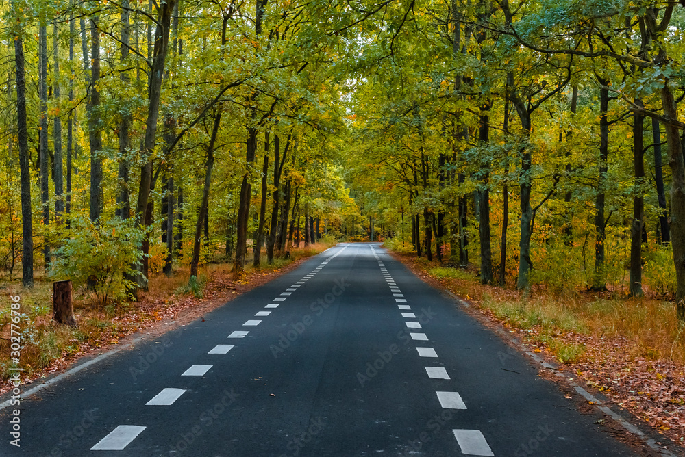 Fototapeta premium Road through an autumn forest, An autumn forest with a road, nice forest road, Road with Bike Path in forest