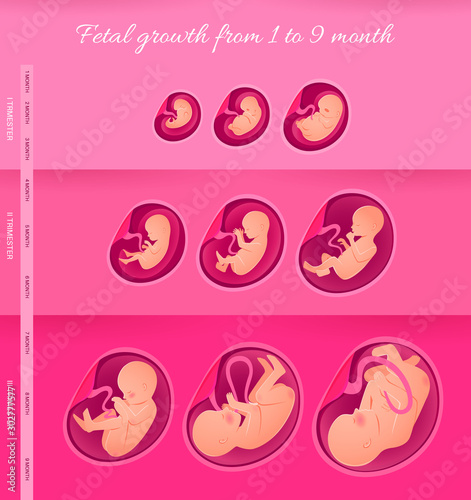 Embryo Development Infographics. Pregnancy, fetal foetus development. 