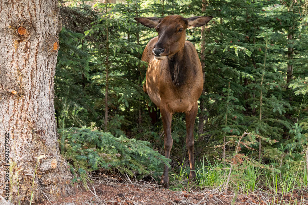 Small elk taking shelter in trees Small elk taking shelter in trees