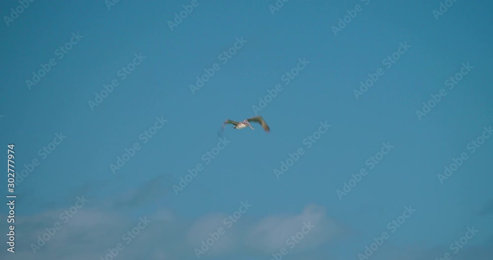 Pelican Fishing on the Flamenco Beach, Cayo Coco, Cuba Pelican Fishing on the Flamenco Beach, Cayo Coco, Cuba