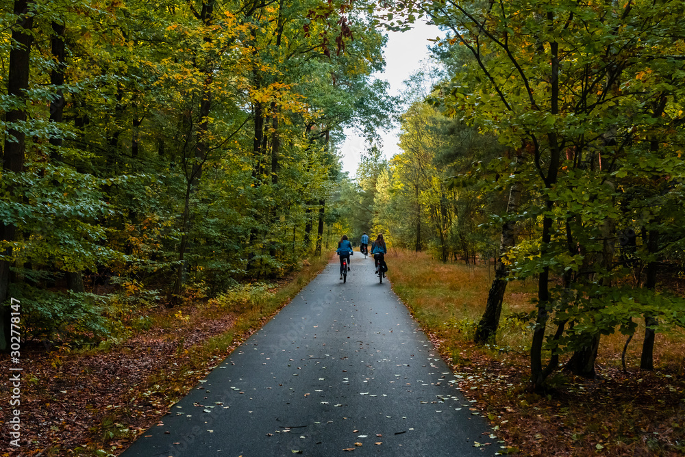 Bike path through an autumnal forest, bike path with cyclists, autumn forest and a bike path