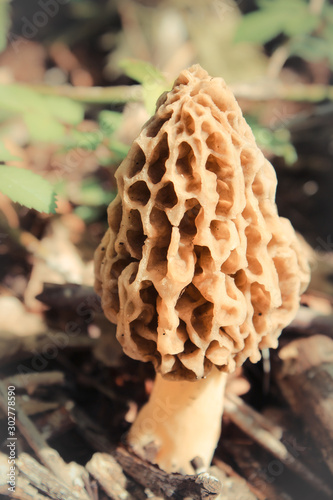 Single Morel Mushroom on Forest Floor in Spring