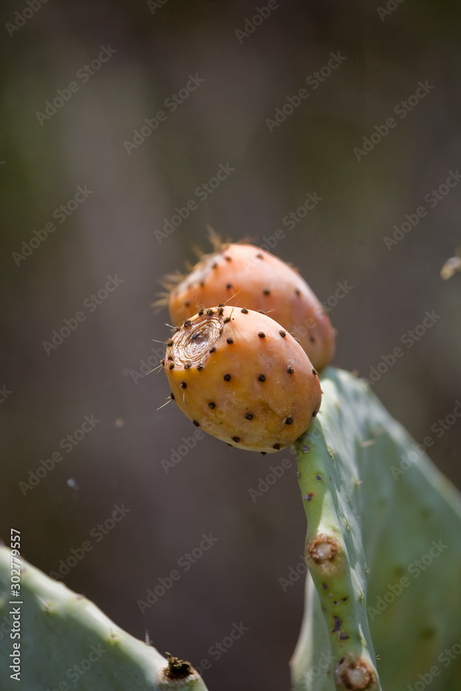 original prickly prickly pear cactus growing in natural habitat in close-up original prickly prickly pear cactus growing in natural habitat in close-up