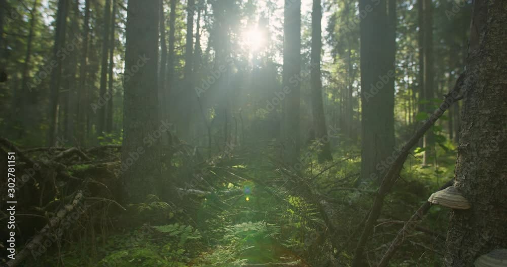 Green sunny forest in morning with fallen trees Green sunny forest in morning with fallen trees