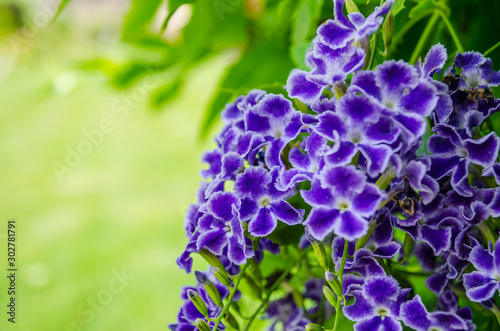 purple flowers in the garden