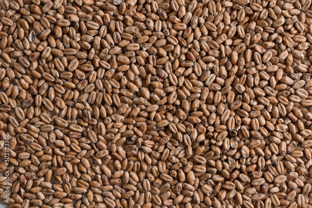 Background from whole grains wheat. Groats texture. Сereals for the production of alcoholic beverages and animal feed. Flat lay Background from whole grains wheat. Groats texture. Сereals for the production of alcoholic beverages and animal feed. Flat lay