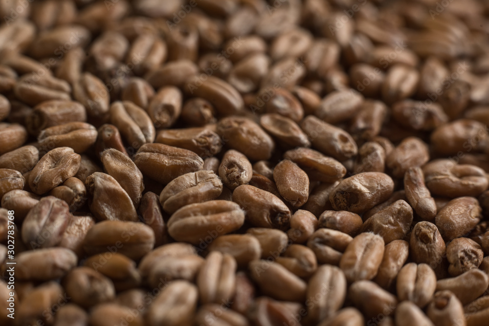 Background from whole grains wheat. Close-up groats, texture. Сereals for the production of alcoholic beverages and animal feed. Depth of field Background from whole grains wheat. Close-up groats, texture. Сereals for the production of alcoholic beverages and animal feed. Depth of field