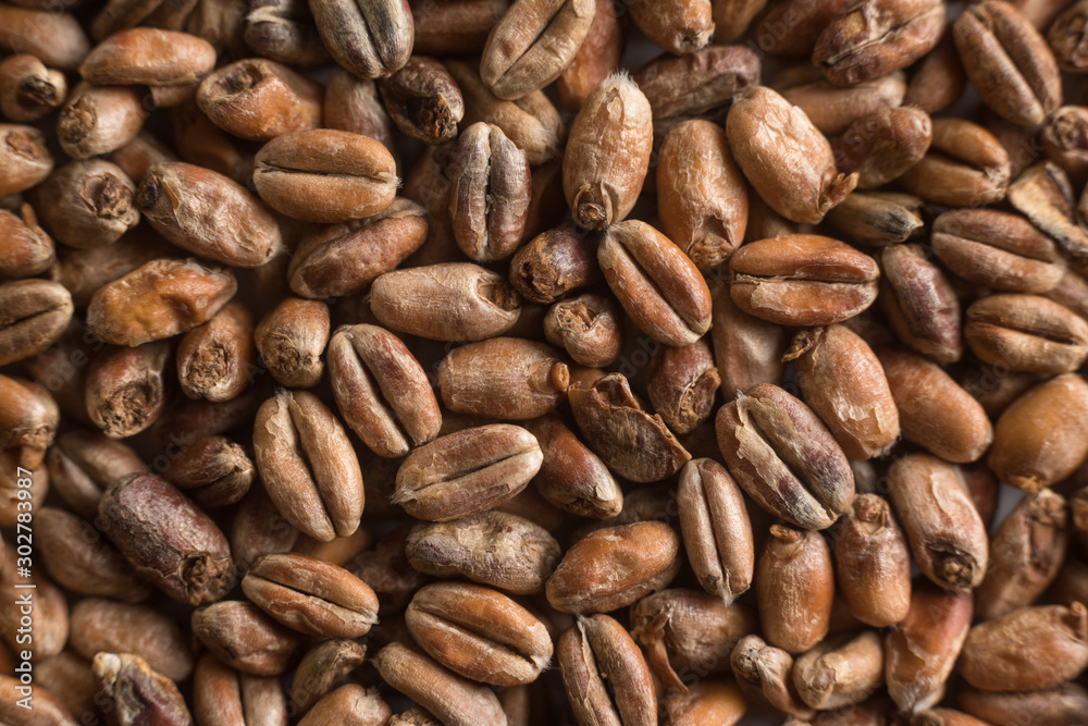 Background from whole grains wheat. Groats texture. Сereals for the production of alcoholic beverages and animal feed. Flat lay Background from whole grains wheat. Groats texture. Сereals for the production of alcoholic beverages and animal feed. Flat lay