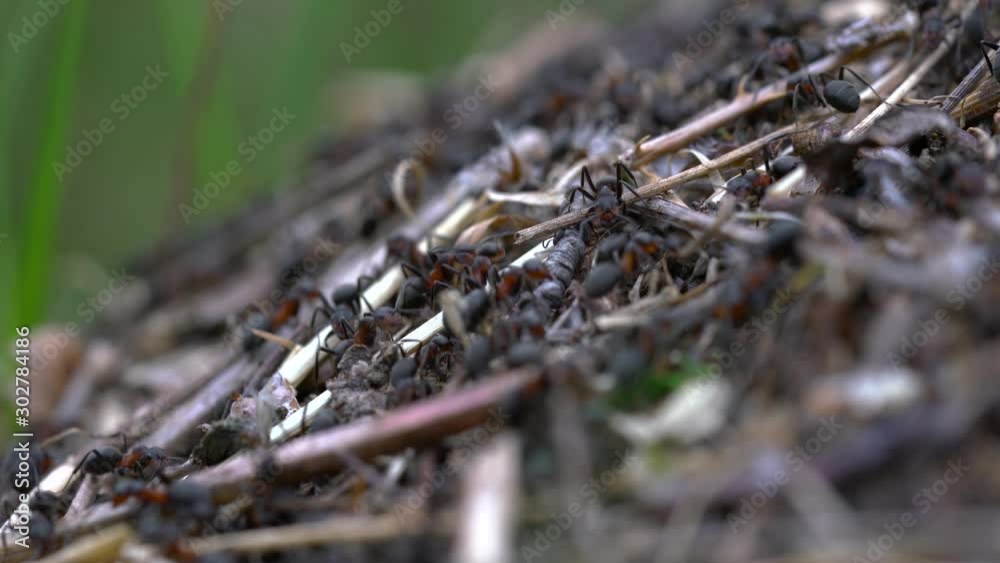 Ants collective build anthill - (4K) Ants collective build anthill - (4K)