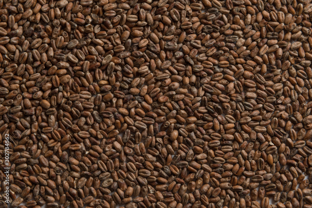 Background from whole grains wheat. Groats texture. Сereals for the production of alcoholic beverages and animal feed. Flat lay Background from whole grains wheat. Groats texture. Сereals for the production of alcoholic beverages and animal feed. Flat lay