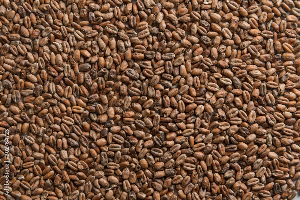 Background from whole grains wheat. Groats texture. Сereals for the production of alcoholic beverages and animal feed. Flat lay Background from whole grains wheat. Groats texture. Сereals for the production of alcoholic beverages and animal feed. Flat lay