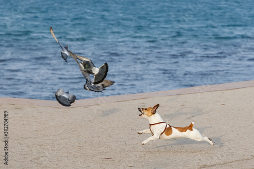 Little thoroughbred dog chasing pigeons on the seashore