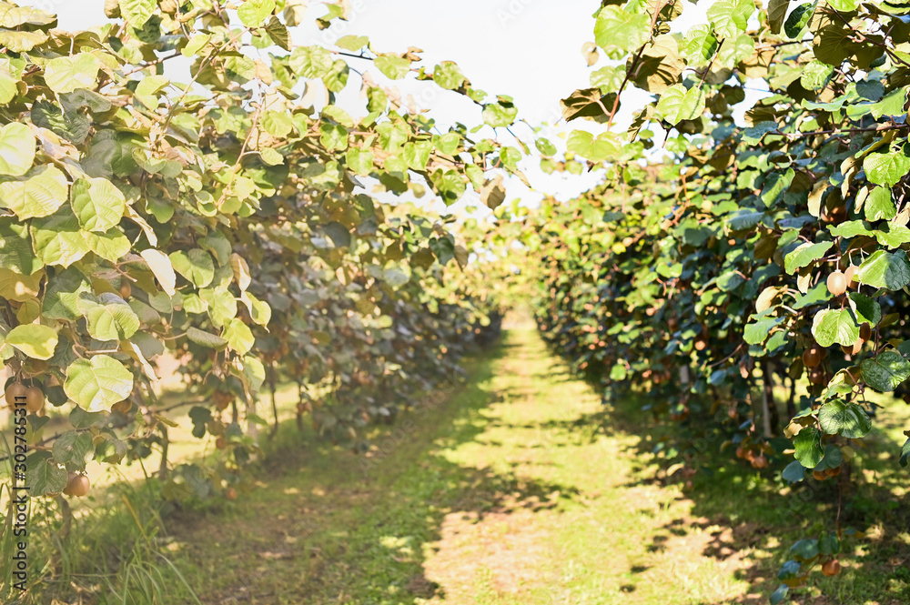Kiwi on a kiwi tree plantation with with huge clusters of fruits. Garden with trees and organic fruits. Solar light and leaf movement Kiwi on a kiwi tree plantation with with huge clusters of fruits. Garden with trees and organic fruits. Solar light and leaf movement