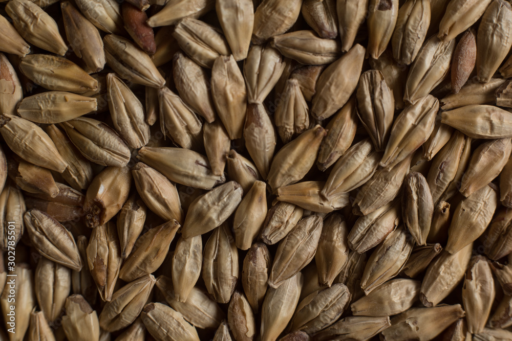 Background from whole grains wheat. Groats texture. Сereals for the production of alcoholic beverages and animal feed. Flat lay Background from whole grains wheat. Groats texture. Сereals for the production of alcoholic beverages and animal feed. Flat lay