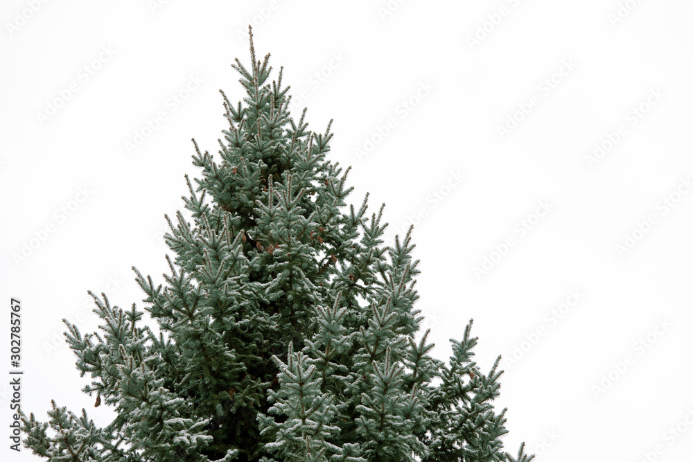 snow on a tall fir or spruce tree with pine cones on a white sky