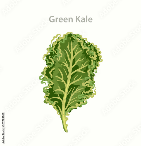 Kale cabbage green leaf isolated on white background