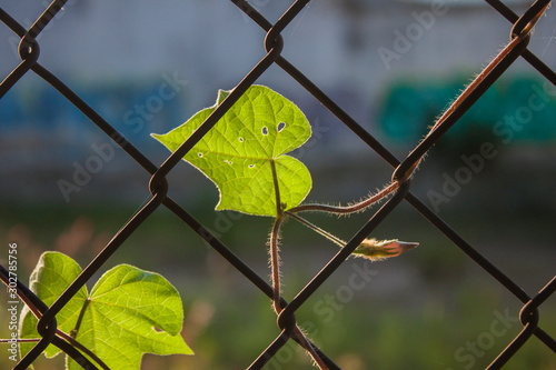 Planta vegetal con hojas enredada en malla metalica en exterior photo