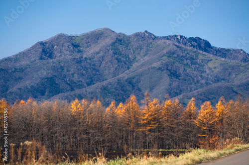 カラマツのある風景