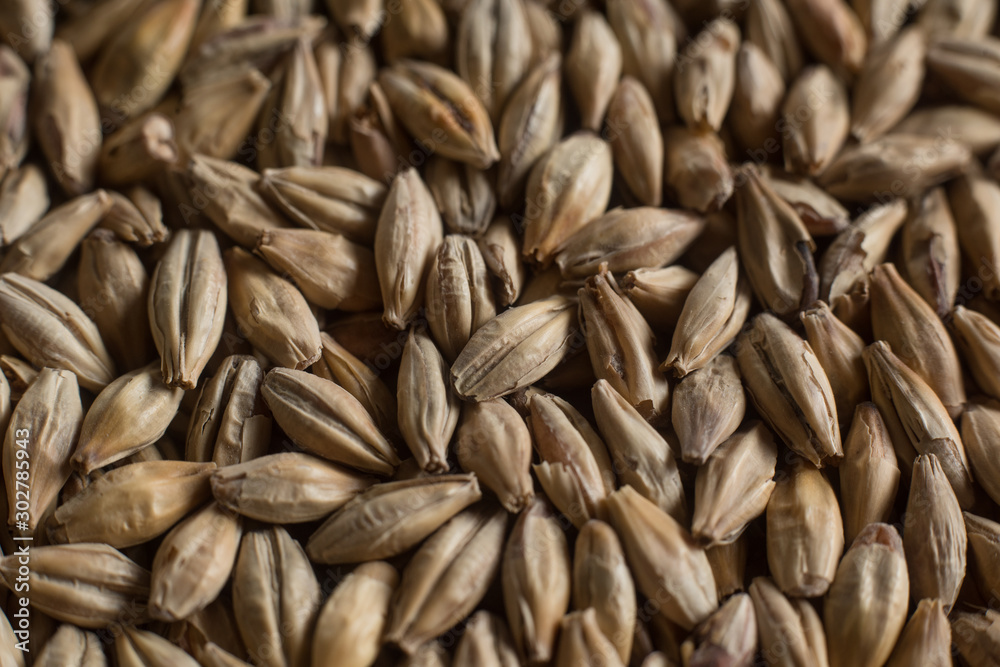 Background from whole grains wheat. Groats texture. Сereals for the production of alcoholic beverages and animal feed. Flat lay Background from whole grains wheat. Groats texture. Сereals for the production of alcoholic beverages and animal feed. Flat lay