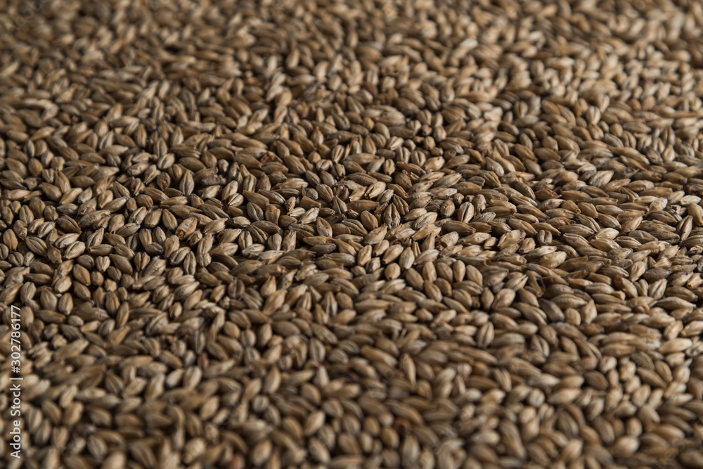 Background from whole grains wheat. Groats texture. Сereals for the production of alcoholic beverages and animal feed. Flat lay Background from whole grains wheat. Groats texture. Сereals for the production of alcoholic beverages and animal feed. Flat lay