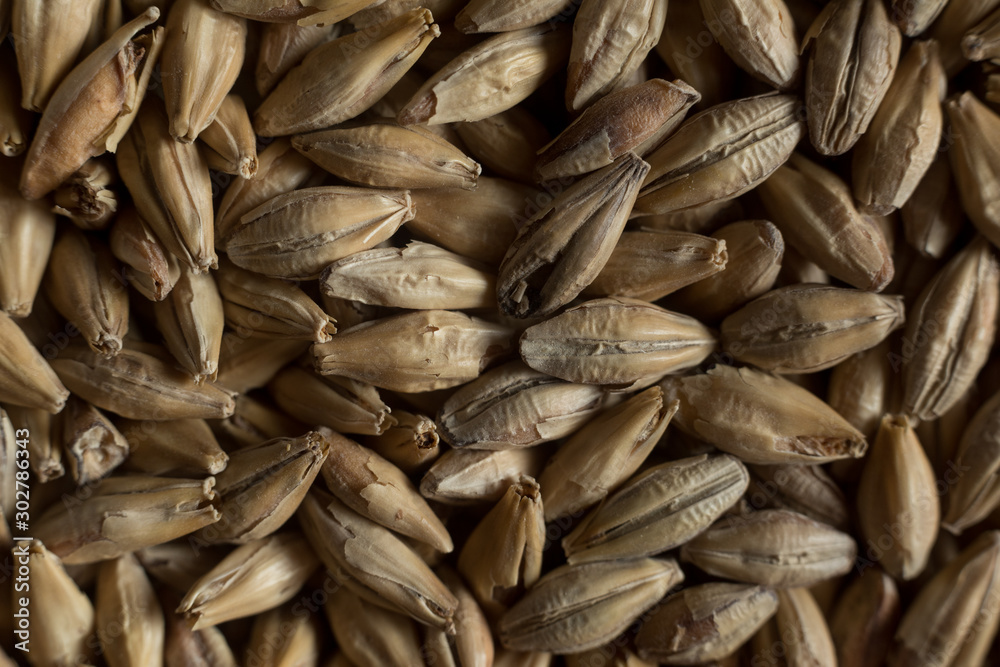 Background from whole grains wheat. Groats texture. Сereals for the production of alcoholic beverages and animal feed. Flat lay Background from whole grains wheat. Groats texture. Сereals for the production of alcoholic beverages and animal feed. Flat lay