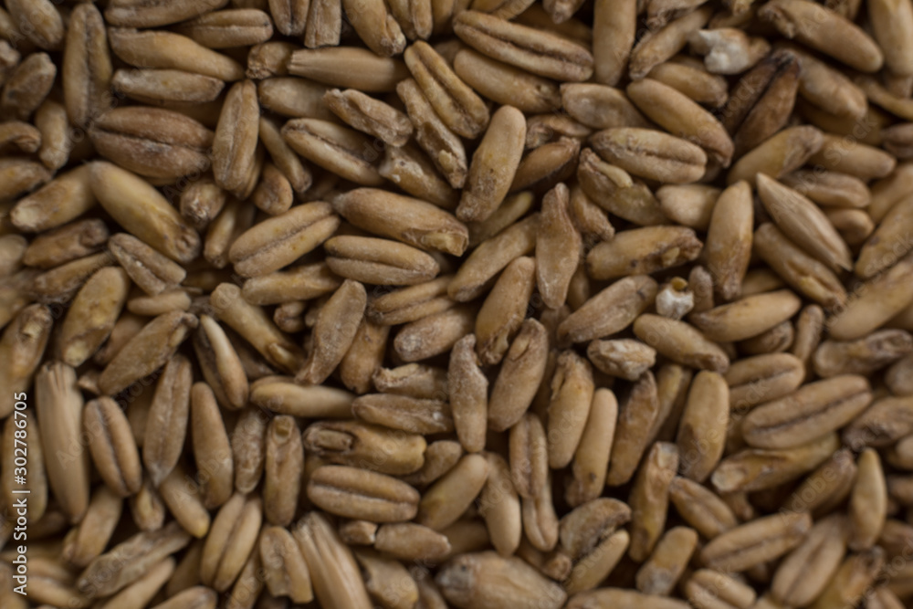 Background from whole grains wheat. Groats texture. Сereals for the production of alcoholic beverages and animal feed. Flat lay Background from whole grains wheat. Groats texture. Сereals for the production of alcoholic beverages and animal feed. Flat lay