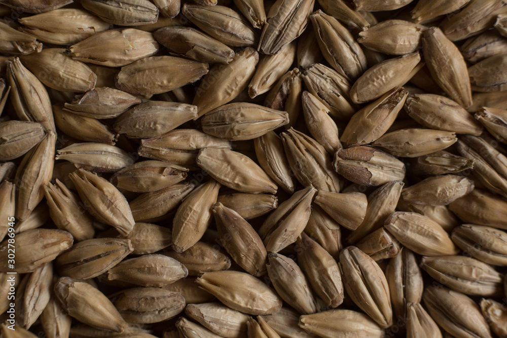 Background from whole grains wheat. Сereals for the production of alcoholic beverages and animal feed. Close-up groats. Macro texture of wheat Background from whole grains wheat. Сereals for the production of alcoholic beverages and animal feed. Close-up groats. Macro texture of wheat