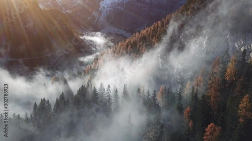 beautiful forest landscape, misty morning, scenic nature with fog